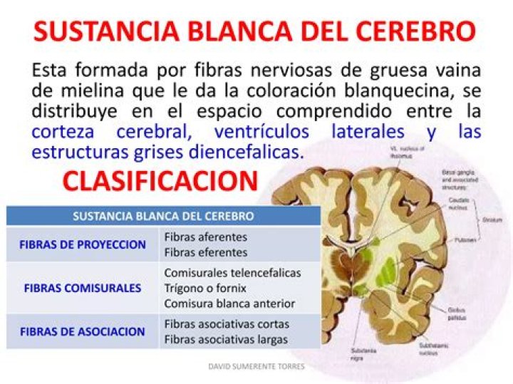 ¿Dónde se encuentra la sustancia gris y blanca del cerebelo