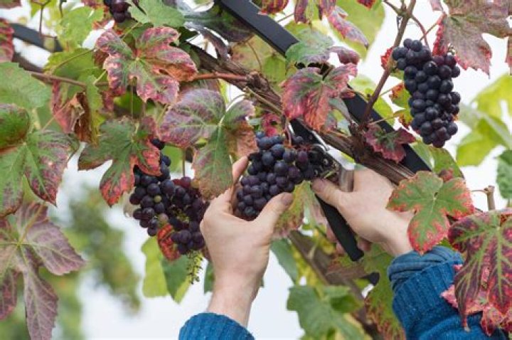 How are black grapes grown