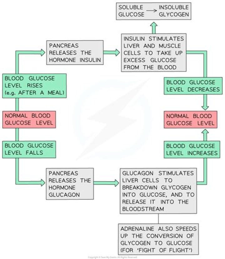 How are glucose levels controlled GCSE
