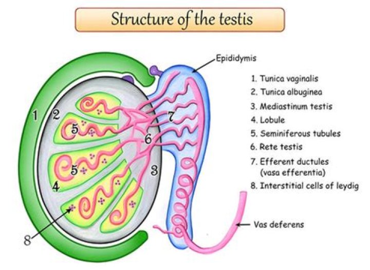 How are rete testis formed
