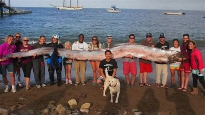 How big can an oarfish get