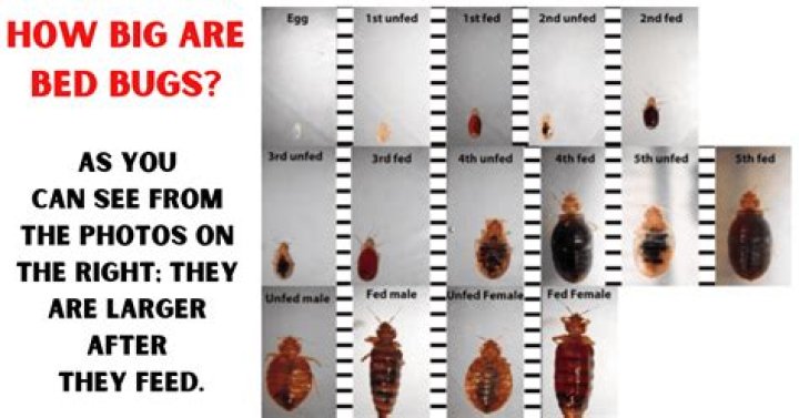 How big do bed bugs get
