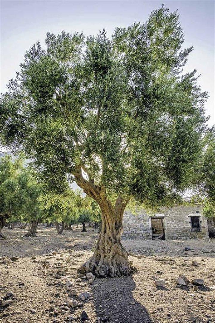 How big do olive tree roots grow