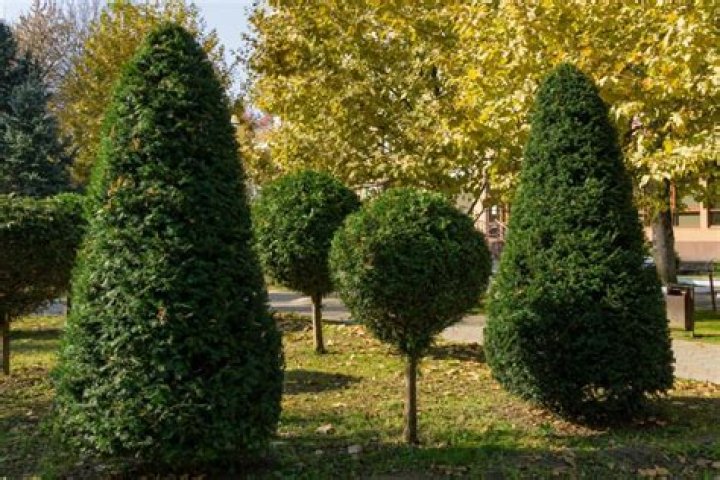 How big do yew trees get