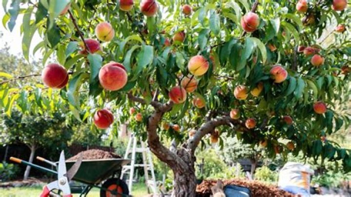 How big does a Red Haven peach tree get