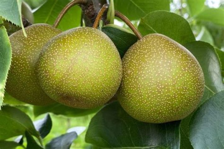 How big does an Asian pear tree get