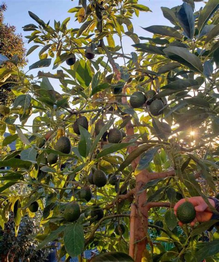 How big does an avocado tree grow