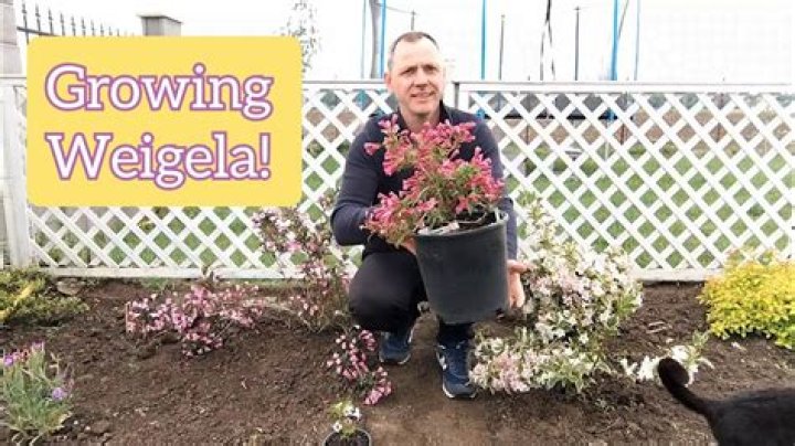 How big does weigela grow