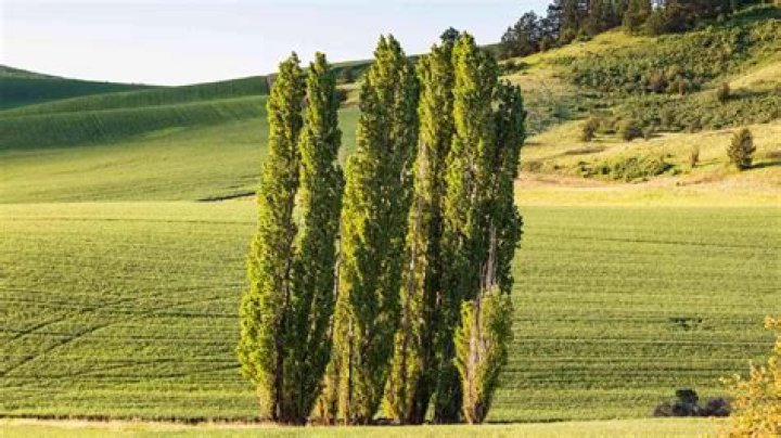 How big is a poplar tree