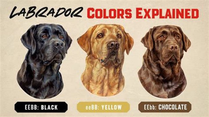 How can I tell if my black lab is purebred