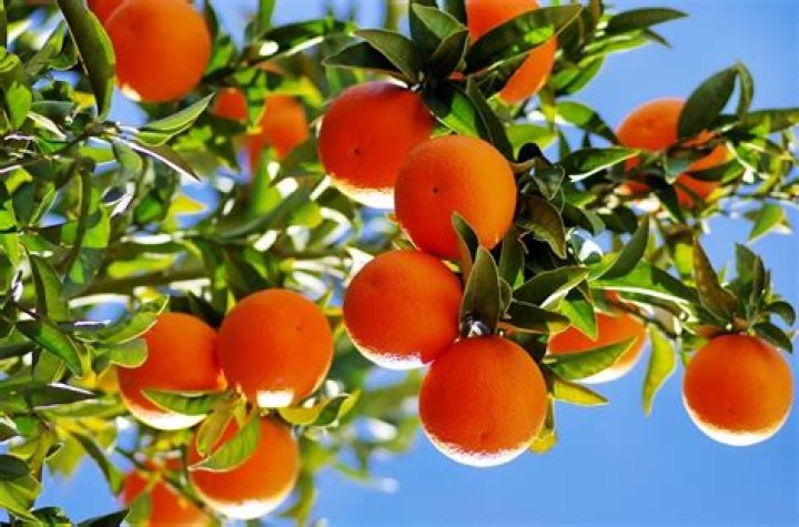 How can I tell what kind of citrus tree I have