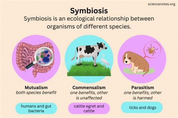 How can symbiotic relationships lead to natural selection