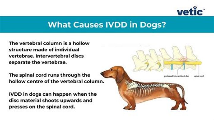 How common is Ivdd in dogs