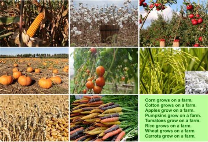 How crops are useful to us