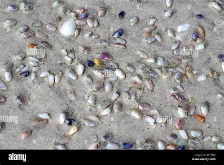How deep are clams in the sand