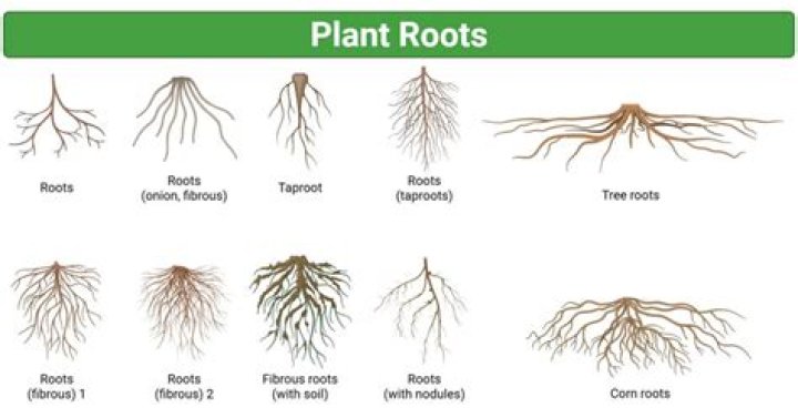 How deep are manzanita roots