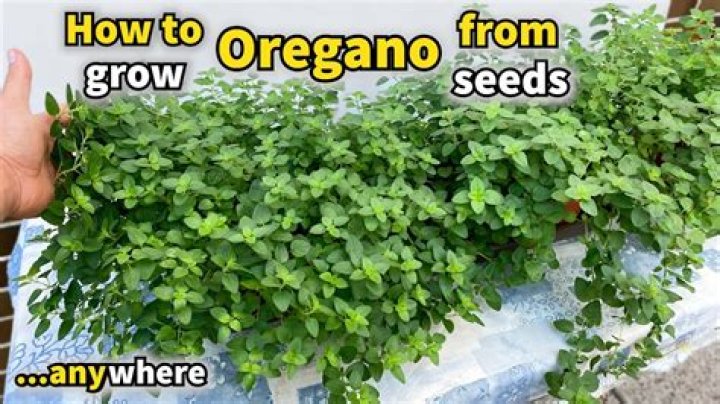 How deep are oregano roots