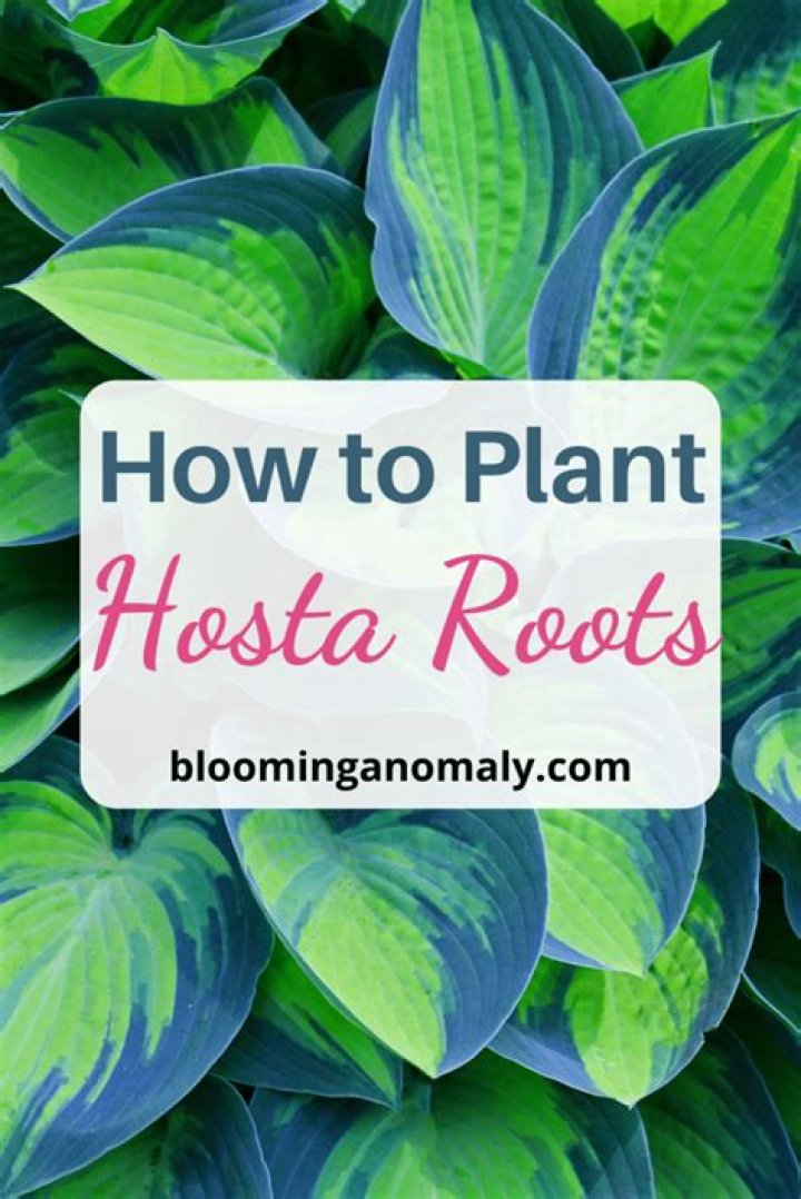 How deep do hosta roots go