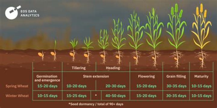 How deep do wheat roots go