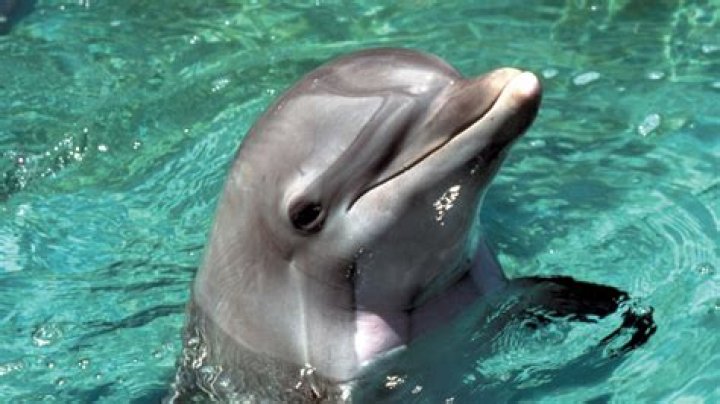 How did Flipper the dolphin die