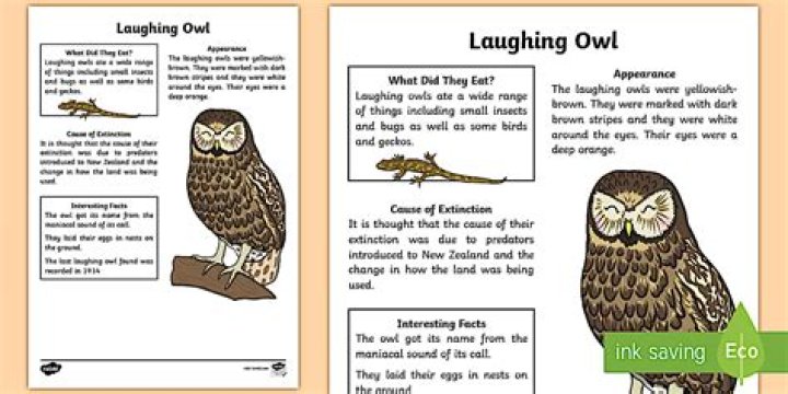 How did the laughing owl become extinct