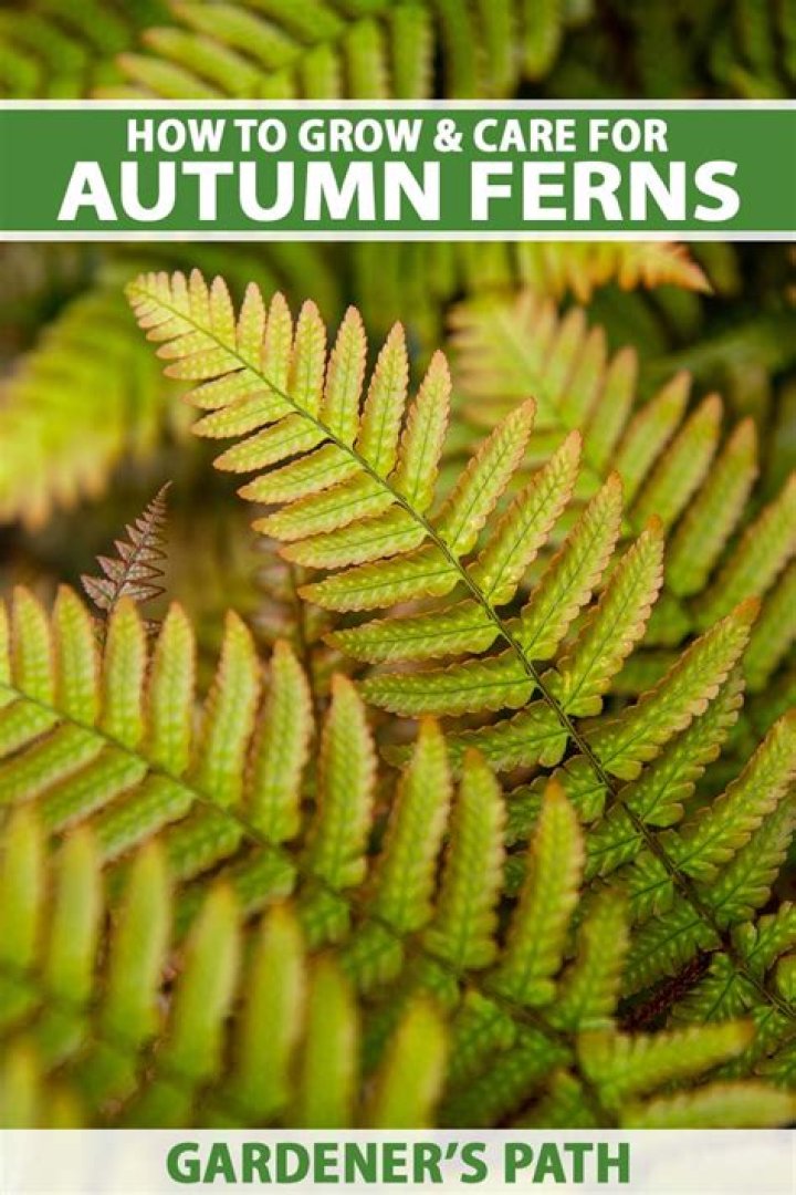 How do autumn ferns spread