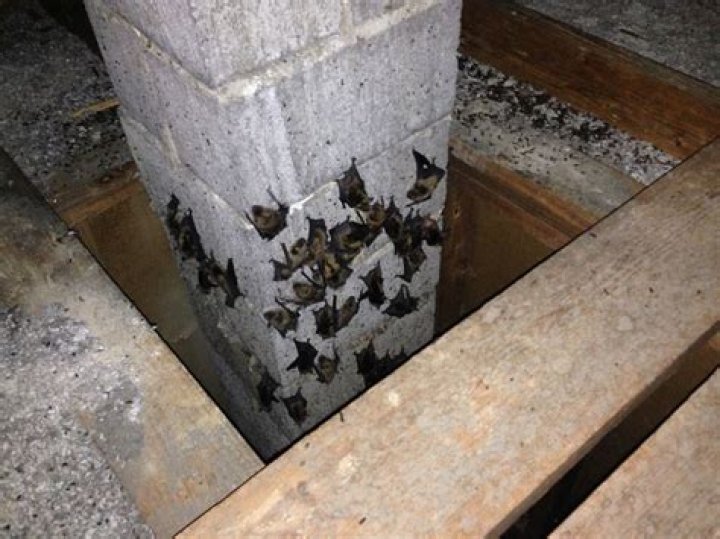 How do bats sound in a chimney