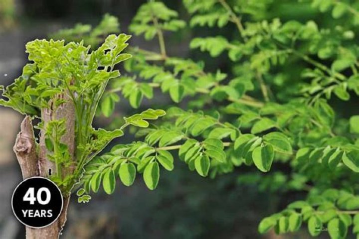 How do dwarf Moringa trees grow