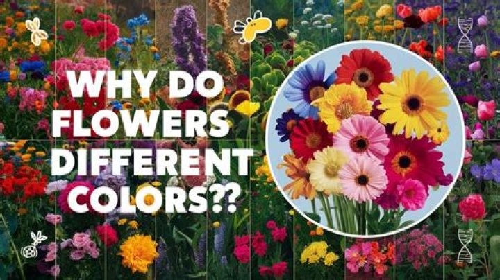 How do flowers have different colors