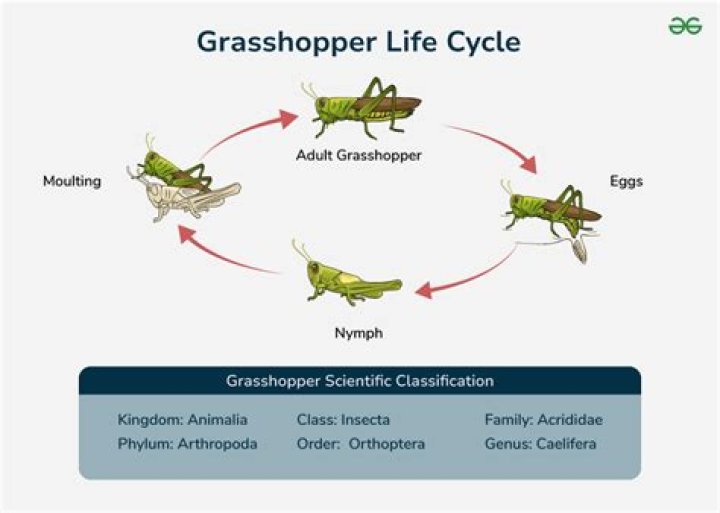 How do grasshoppers reproduce sexually