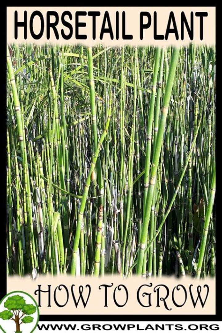How do horsetail plants grow