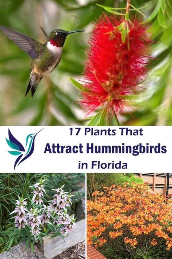 How do I attract hummingbirds in Central Florida
