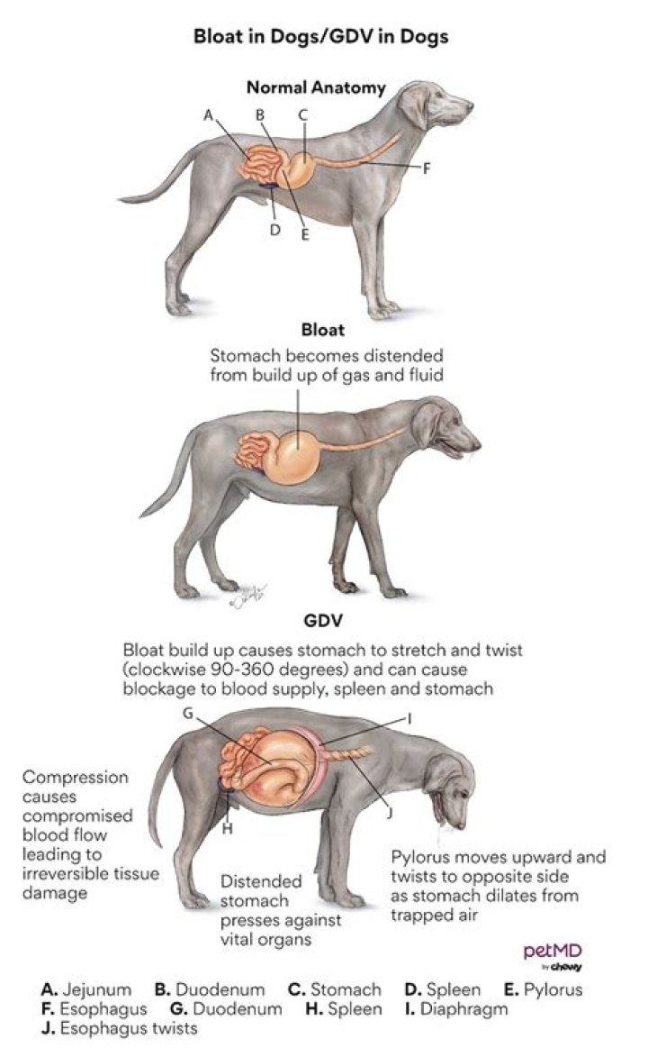 How do I check my dogs GDV