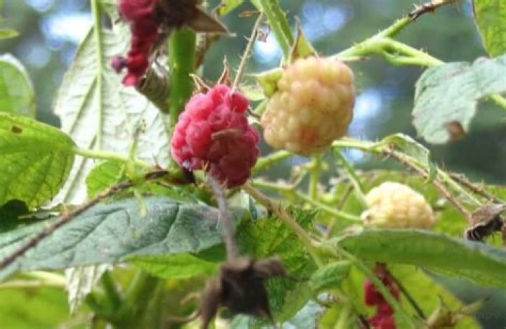 How do I get rid of raspberry seeds