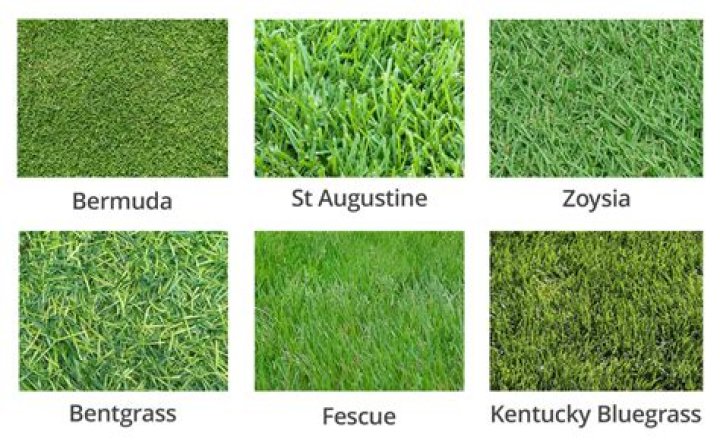 How do I identify my grass