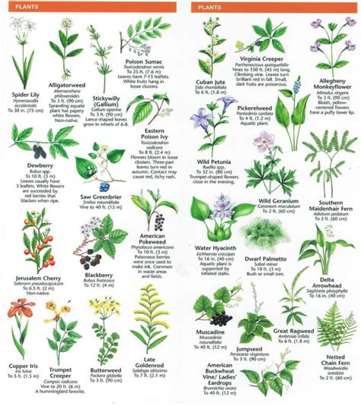 How do I identify my herbs