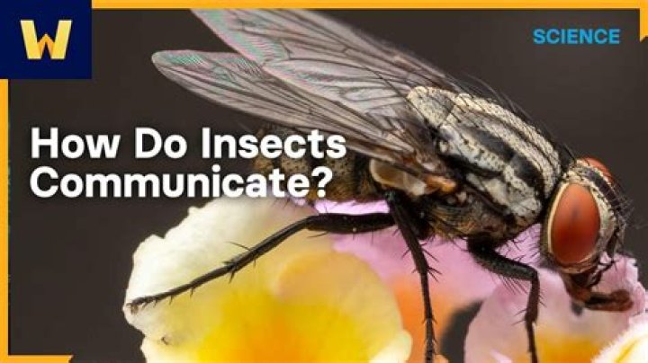 How do insects communicate