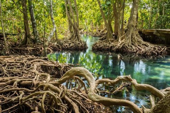 How do mangrove trees grow
