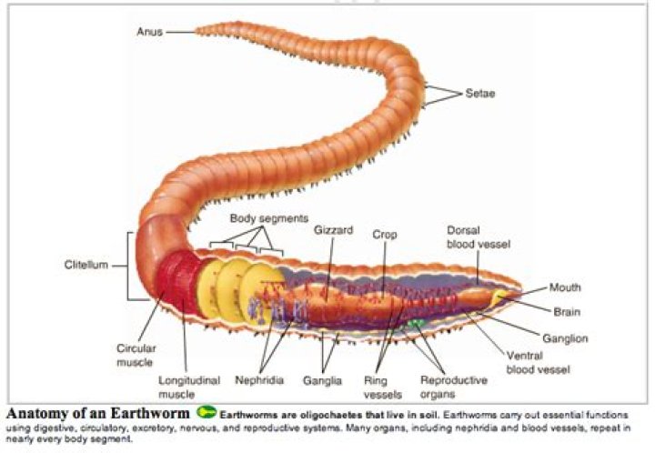 How do marine annelids move