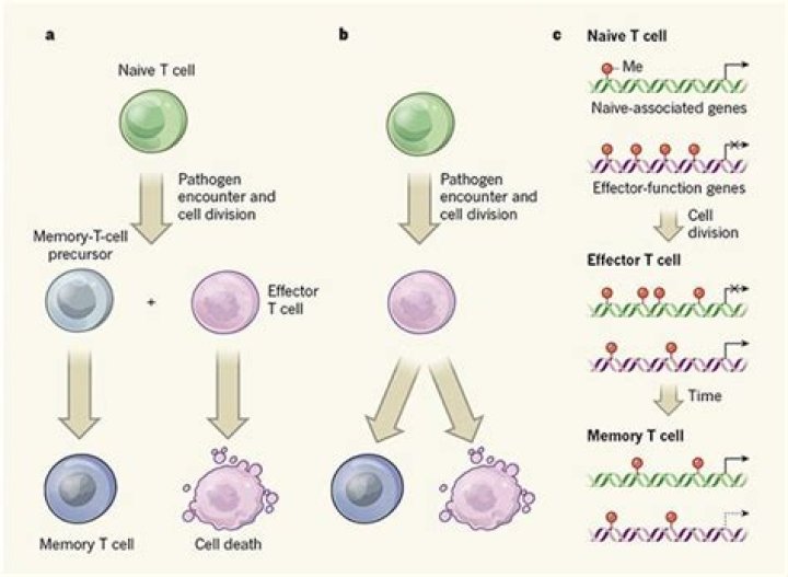 How do memory cells differ from effector cells