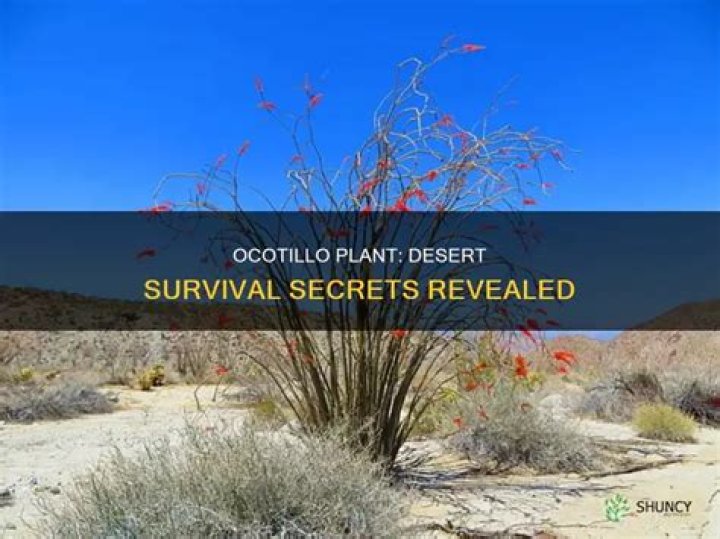 How do Ocotillo adapt to the desert