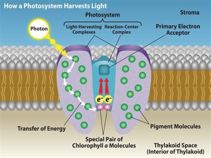 How do photosystems convert light energy to chemical energy