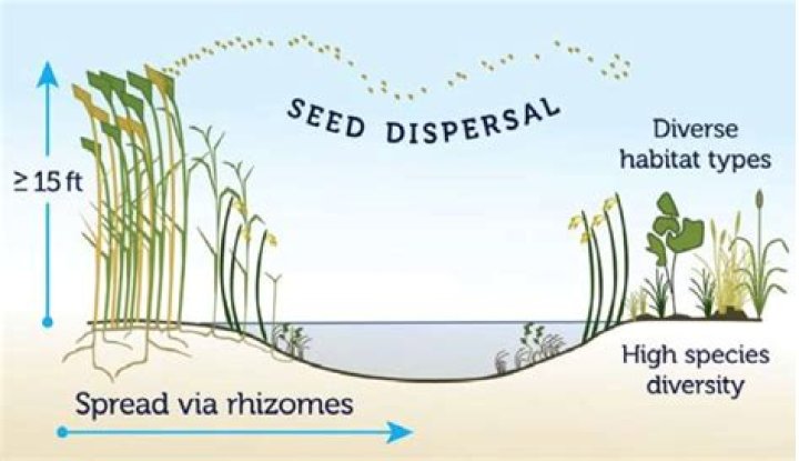 How do phragmites spread