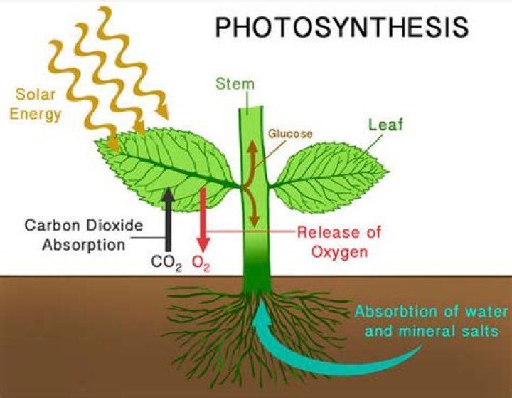 How do plants release oxygen