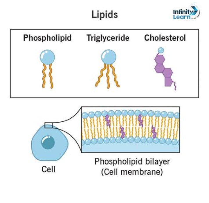 How do we get lipids in our bodies