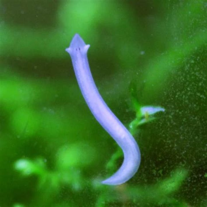 How do white worms come