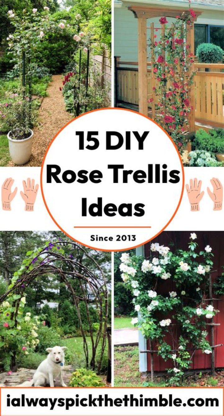 How do you attach a rose bush to a trellis