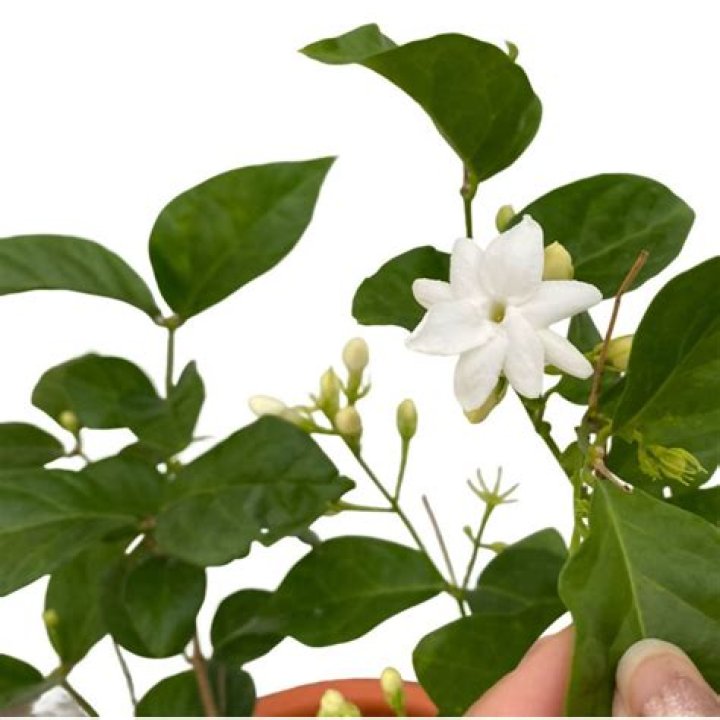 How do you care for a Jasmine sambac plant