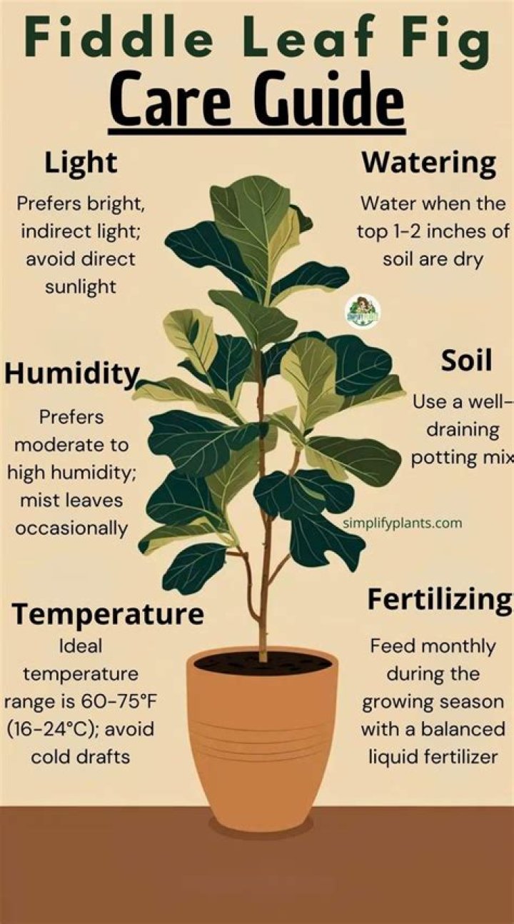 How do you care for fiddle leaf ficus
