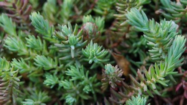 How do you care for stonecrop sedum